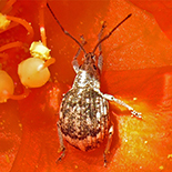Ellimenistes laesicollis